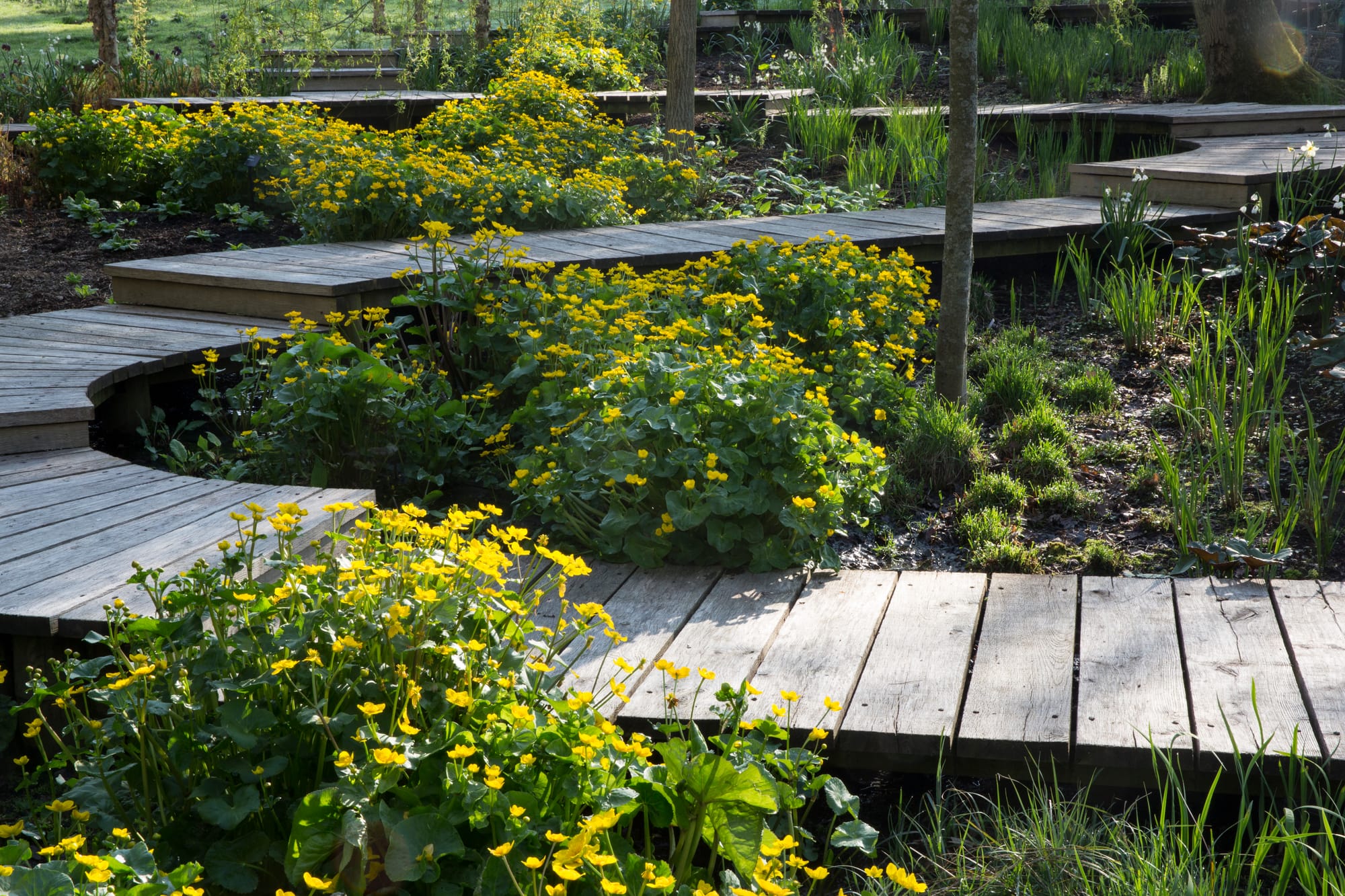 Naturalistic planting and timber pathways enhance infiltration zones while creating vibrant, accessible green spaces. Source: Envato Elements.